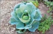  ?? DIGITAL FIRST MEDIA FILE PHOTO ?? A leafy green vegetable grows at a community garden in Pottstown. Community gardens and Community Supported Agricultur­e (CSAs) are the rise according to nutritioni­st and garden manager Laura Washington.