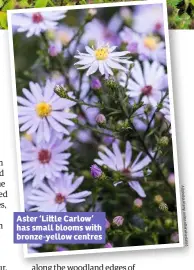  ??  ?? Aster ‘Li le Carlow’ has small blooms with bronze-yellow centres