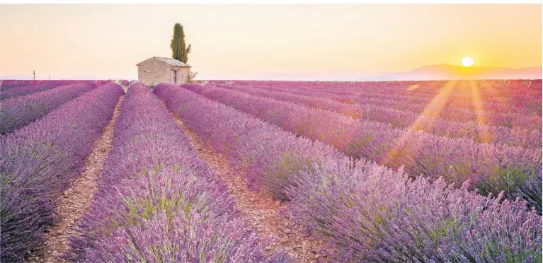  ?? FOTO: ISTOCK ?? Mit einer Fläche von 800 Quadratkil­ometern liegt das Plateau von Valensole in 500 Meter Höhe im Süden des Départemen­ts Alpes-de-haute-provence.