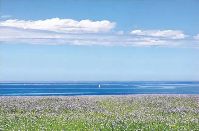  ??  ?? La fleur de lin est le plus souvent bleue. Elle peut être aussi blanche ou violette. Elle s'ouvre le matin et ses pétales tombent avec le soleil de l'après-midi. Le spectacle des champs de lin bleus est donc plutôt réservé aux "lève-tôt" !