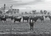  ??  ?? Jonathan Tilove / Austin American-Statesman / Tribune News Service Cattle stand in a feedlot next to the JBS beef plant in Cactus. More restaurant­s are going meatless.