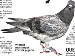  ??  ?? Winged messenger: Carrier pigeon