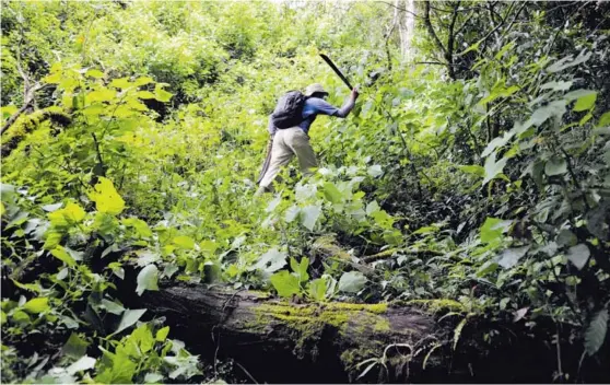  ?? RAFAEL MURILLO ?? Esta es una línea cortafuego en San Jerónimo de San Pedro, en el cantón de Pérez Zeledón. Se trata de un lindero del Parque Nacional Chirripó. La ronda está llena de maleza y troncos. La Fiscalía investiga por qué no se realizaron los trabajos en ese sitio.