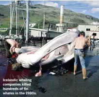  ??  ?? Icelandic whaling companies killed hundreds of fin whales in the 1980s. wildlifele­tters@immediate.co.uk