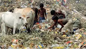  ??  ?? Ragazzi e animali Si cerca cibo commestibi­le in una discarica (Diptendu Dutta/AFP/Getty Images)