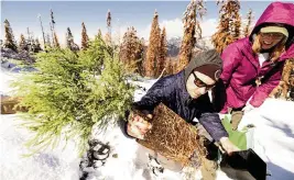  ?? ?? Tom Wall and Rachel Leitz, volunteers with Archangel Ancient Tree Archive, plant a sequoia seedling.