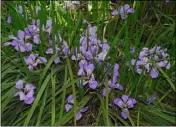  ??  ?? Iris unguicular­is