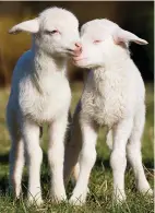  ??  ?? Lambs: Animal welfare fears
