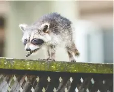  ??  ?? If you need to rid yourself of a raccoon invasion, consult a profession­al.