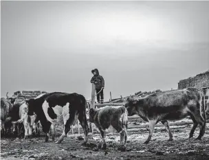  ?? ANDREA BRUCE/THE NEW YORK TIMES ?? Alidin Mazhit, 9, tends to cattle this month on a ranch near Almaty, Kazakhstan. Alidin, whose father, Nurzhan Mazhit, is a cowboy, said he had no intention of following in his father’s footsteps and instead wanted to become like the wealthy rancher...