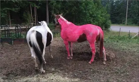  ?? CINDY RODDICK, THE CANADIAN PRESS ?? She said paint the farm’s address on the horse in case it gets loose. What the son heard has brought a brief moment of lightness to a bad situation.