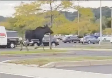  ?? Michael Bower / Contribute­d photo ?? A moose caught on camera by Michael Bower, of Danbury, in the parking lot of the Danbury AMC movie theaters on Monday evening.