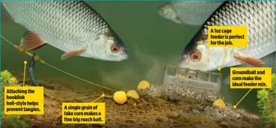  ??  ?? Attaching the hooklink heli-style helps prevent tangles. A single grain of fake corn makes a fine big roach bait. A 1oz cage feeder is perfect for the job. Groundbait and corn make the ideal feeder mix.