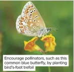  ??  ?? Encourage pollinator­s, such as this common blue butterfly, by planting bird’s-foot trefoil