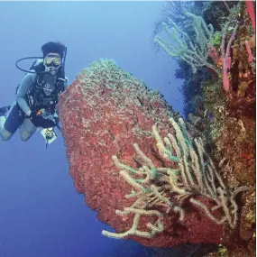  ??  ?? A giant barrel sponge in the reef. As they grow into large sizes, they crowd out other reef organisms. — tnS