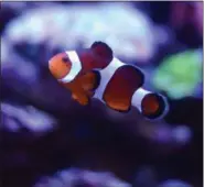  ?? BENNY SNYDER — AP PHOTO ?? This photo shows a Clown fish in a saltwater tank and available for sale at Dallas North Aquarium in Dallas, Texas.