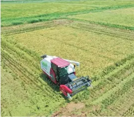  ?? WAN XIANG/XINHUA ?? Autonomous farm machine Harvester in Jiangxiang Township, Nanchang County of east China’s Jiangxi Province work on its own. Agricultur­al technician­s need to set routes and parameters through Beidou positionin­g and 5G technology to control the harvester. Automated harvesting is expected to reduce grain loss and improve production efficiency.