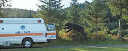  ?? COURTESY OF UNIVERSAL STUDIOS ?? An inquisitiv­e bear gets hold of a wayward drug shipment and runs amok in “Cocaine Bear.”