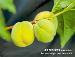  ??  ?? LES PÊCHERS apprécient les sols au pH proche de 6,5.