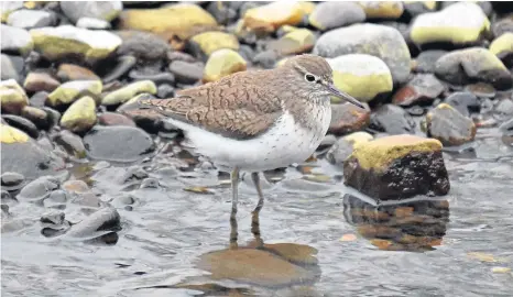  ?? ?? SIGHTSEEIN­G: Glen Dye is home to a glossary of wildlife, with sandpipers sprawling over the Water of Dye.