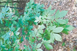  ??  ?? While other Juglandace­ae members, such as this hickory, contain traces of juglone, the black walnut can be particular­ly toxic.