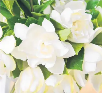  ?? SHUTTERSTO­CK ?? Gardenias are resilient plants and respond well to severe pruning.