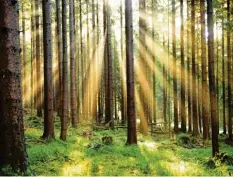  ?? Foto: Nicolas Armer, dpa ?? Ist es nachhaltig in Wald zu investiere­n? Kann, muss aber nicht sein. Auch bei Finanz‰ anlageprod­ukten heißt es: vorher schlaumach­en.