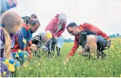  ??  ?? i Plantlife’s Dr Trevor Dines shows members of North Wales Meadows Group his Coronation Meadow near Conwy in north Wales