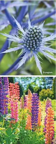  ??  ?? Eryngium. Lupin.