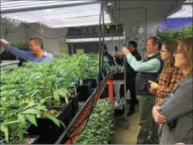  ?? ASSOCIATED PRESS PHOTO ?? Colorado’s Agricultur­e Department is opening up its marijuana knowledge to other states and encouragin­g them to plan now for the possibilit­y of regulating farmers growing marijuana, a plant that violates federal law.