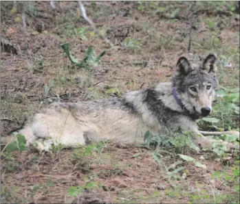  ?? CALIFORNIA DEPARTMENT OF FISH AND
WILDLIFE VIA AP ?? This February 2021 released by California Department of Fish and Wildlife, shows a gray wolf OR93, near Yosemite, Calif.