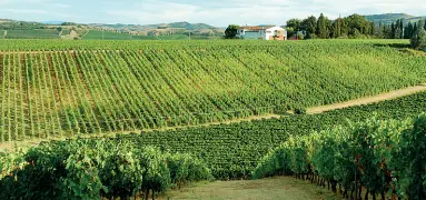  ?? Colli ?? I vigneti di Fattoria Zerbina a Marzeno di Faenza, in Romagna