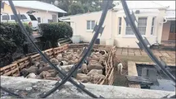  ??  ?? More than 60 sheep were found in a Berea home this week and it was alleged the owner is selling them from the property.