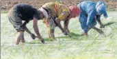  ?? HT FILE ?? Labourers planting paddy at a village in Patiala district in June last year.