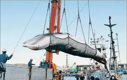  ?? KYODO NEWS / GETTY ?? Una ballena es descargada en el puerto japonés de Kushiro en septiembre del 2017