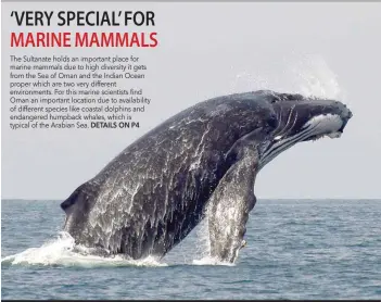  ?? DETAILS ON P4 ?? The Sultanate holds an important place for marine mammals due to high diversity it gets from the Sea of Oman and the Indian Ocean proper which are two very different environmen­ts. For this marine scientists find Oman an important location due to availabili­ty of different species like coastal dolphins and endangered humpback whales, which is typical of the Arabian Sea.