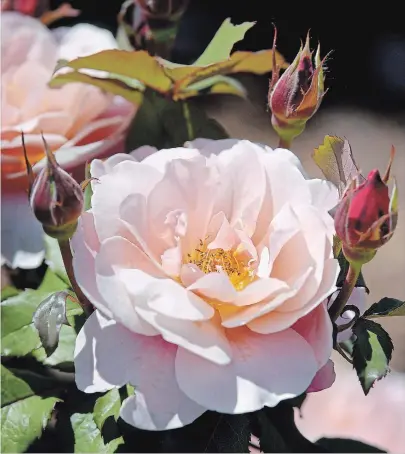  ??  ?? Distant Drums is one of the new varieties of roses introduced to the RBG’s newly redevelope­d rose garden.