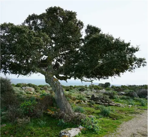  ??  ?? ‘Ora c’è la cultura del vento, che piega gli alberi vicino alle coste’