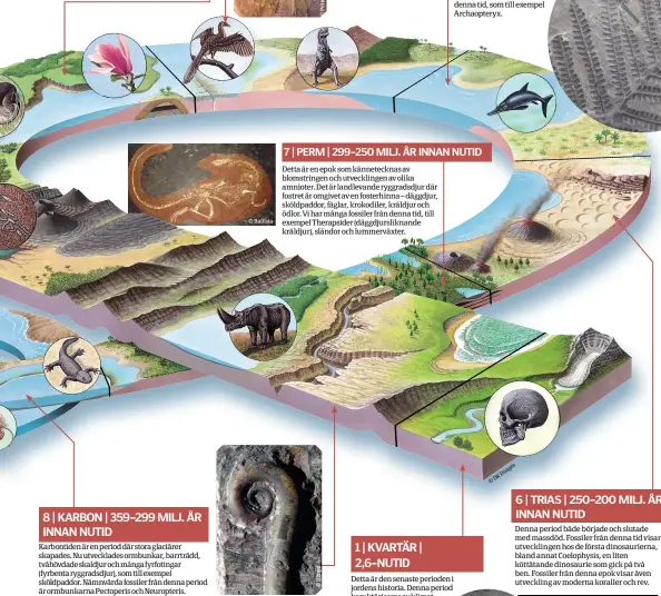  ??  ?? 3 | PALEOGEN | 65–23 MILJ. ÅR INNAN NUTID Den paleogena epoken, den första delen av den kenozoiska eran, präglas av att däggdjuren blev den mest dominerand­e djurarten på jorden efter att dinosaurie­rna utrotats. Den viktigaste fossilen som upptäckt...