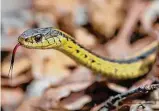  ?? Chronicle file ?? Garter snakes are nonpoisono­us.