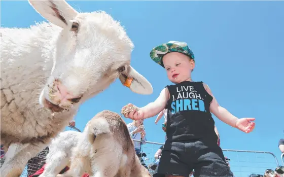  ??  ?? Beau Osstendorp-Drake, 1, of Helensvale feeds the lambs and (below) Wren Scriven, 3, of Nerand gives the geese a pat. Pictures: GLENN HAMPSON