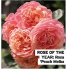  ?? ?? ROSE OF THE YEAR: Rosa ‘Peach Melba