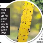  ??  ?? Stick ‘em up: Fly paper is a simple way to catch bugs