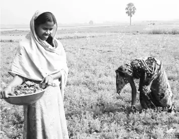  ??  ?? Indigenous women working in the fields in Pirgonj. — IPs photo by Rafiqul Islam Sarker