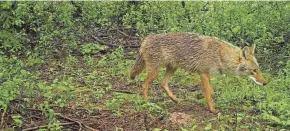  ?? WISCONSIN DEPARTMENT OF NATURAL RESOURCES ?? The number of coyote sightings in Milwaukee County has jumped sharply since mid-June, according to Milwaukee County Coyote Watch, a webpage devoted to tracking the animals.