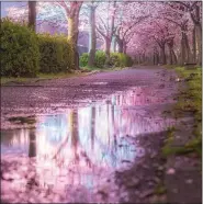  ?? @godive2000: Pink blossoms reflection in Hyogo, Japan. Want to be featured? E-mail us: photos.guardian20@gmail.com ??