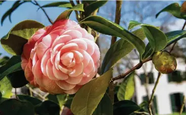  ?? Brett Coomer / Houston Chronicle ?? ‘Pink Perfection’ was Miss Ima Hogg’s favorite camellia.