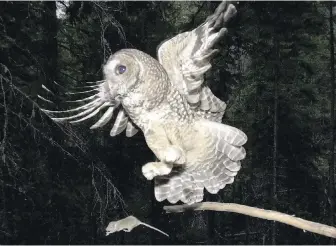  ??  ?? A northern spotted owl flies after an elusive mouse jumping off the end of a branch in the Deschutes National Forest near Camp Sherman, Oregon. The northern spotted owl depends on old growth forests for habitat, said Noah Greenwald, of the Center for Biological Diversity.