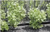  ??  ?? Black currant bushes are leafing out in Win and Ted Czum’s vegetable garden.