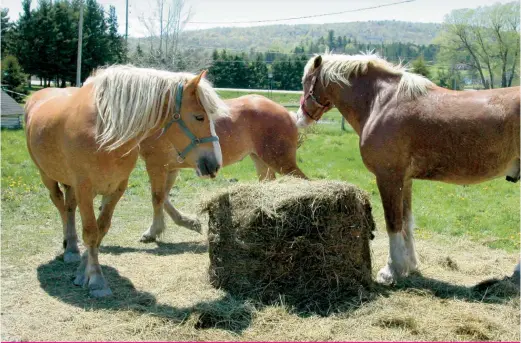  ??  ?? Un foin poussiéreu­x peut nuire aux poumons de votre cheval.